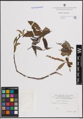Foto von Salix fragilis L.